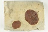 Two Fossil Leaves (Zizyphoides) - Montana - #203355-1